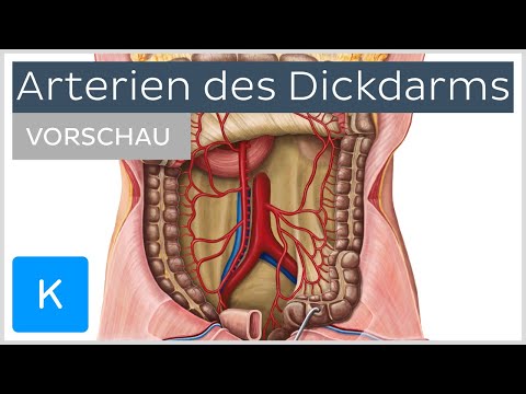 Arterien des Dickdarms (Vorschau) - Anatomie des Menschen | Kenhub