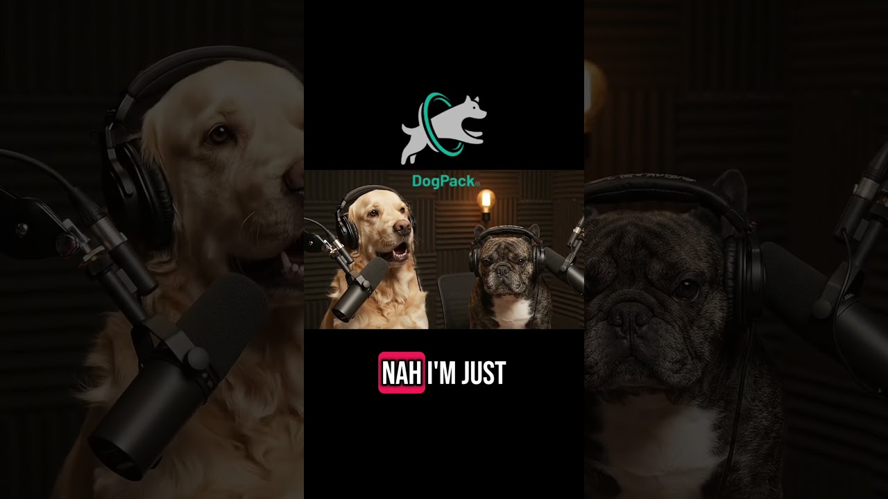 Find dog-friendly locations to take your dog on DogPack App 🐾❤️