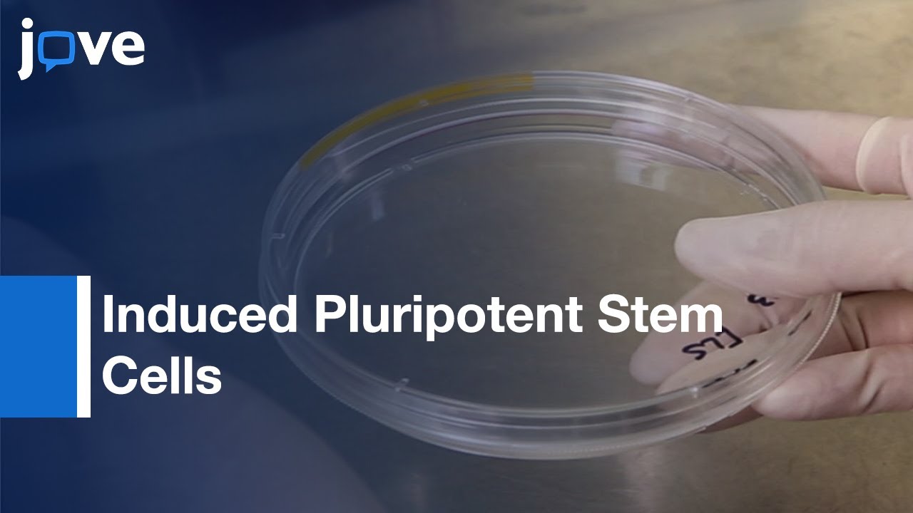 Induced Pluripotent Stem Cells generation using Fibroblast | Protocol Preview