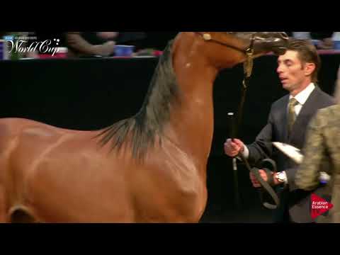 N.249 ROYAL T PARIS - LAS VEGAS 2019 - Arabian World Cup Junior Fillies (Class 111B).mp4