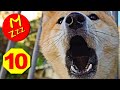 Stop Dogs Barking With Silent Sonic Sounds Silent Dog Whistle To Stop Dogs Barking