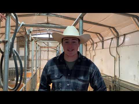 Show Pig Feeds and How to feed them