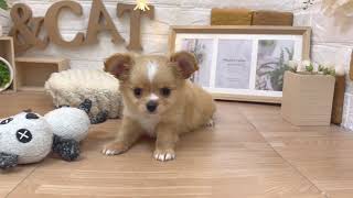 チワワ（ロング）の動画01