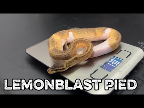 Morphmart