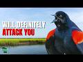 5 Things You Didn't Know About Red-winged Blackbirds!