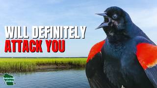5 Things You Didn't Know About Red-winged Blackbirds!