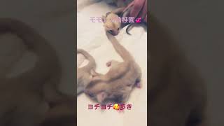 モモンガの幼稚園🥰#フクモモベビー #フクロモモンガ #幼稚園 #フクモモ#ヨチヨチ歩き#sugarglider #赤ちゃん #踊ってみた #癒し #かわいい #歌ってみた