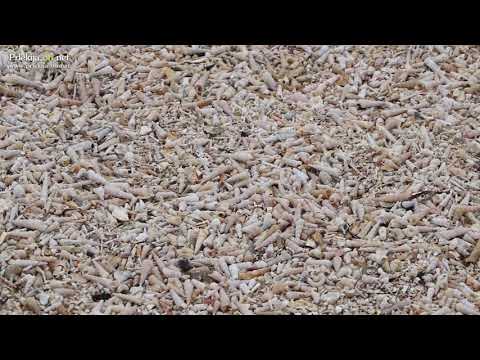 Pokopališče školjk Ankaran