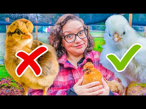 Watch This BEFORE You Get Baby Chicks! (Crucial Info)