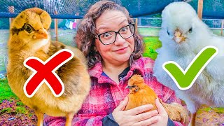 Watch This BEFORE You Get Baby Chicks! (Crucial Info)