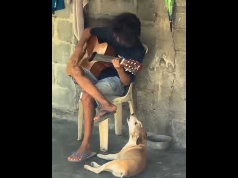 MY DOG IS REALLY BROKE