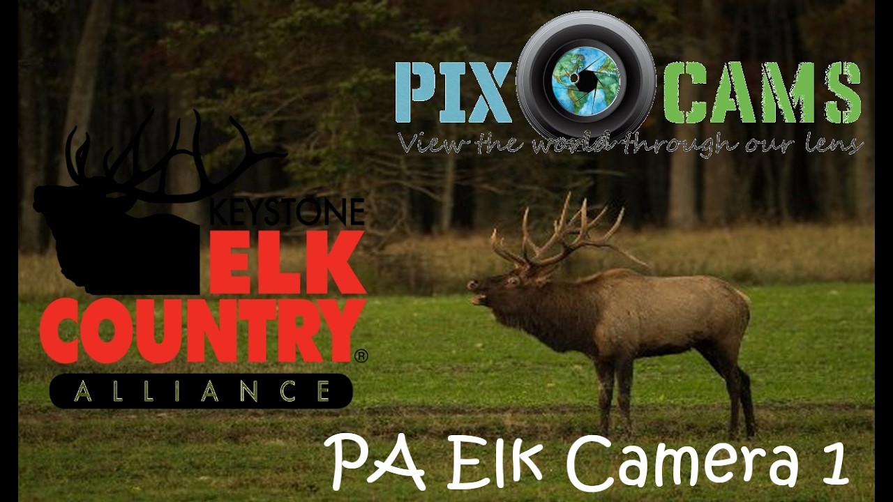Live webcam view of Elk Country Meadow Cam