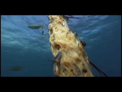 BBC Life Special - FISH - Flying Fish in Tobago on-board Hog Snapper with Barry St.George!