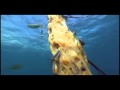 BBC Life Special FISH Flying Fish In Tobago On Board Hog Snapper With Barry St George