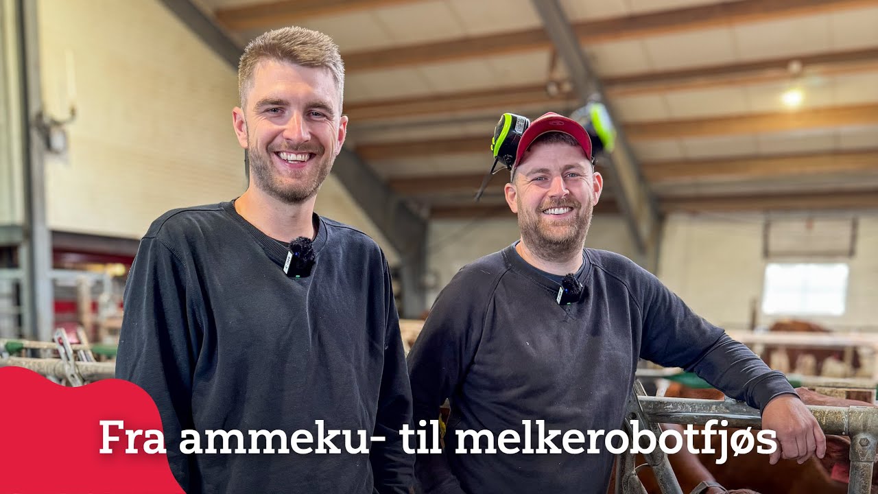 Brødrene som satset på melkerobot