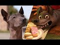 Xolo Tour Of Pixar Animation Studios National Dog Day