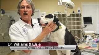 How To Brush Your Dogs Teeth