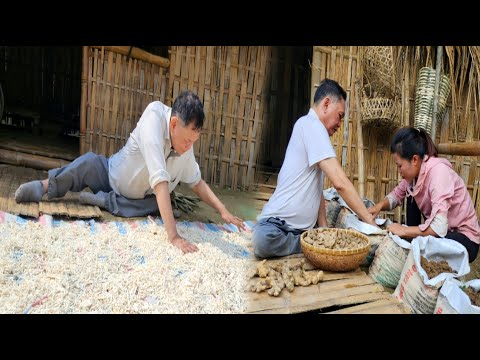 Dad dried cassava for his daughter goes to  the market sell - Planted ginger | Ly Be Daily Life