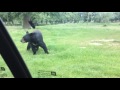 Bear Attacking Car At Safari Park UK