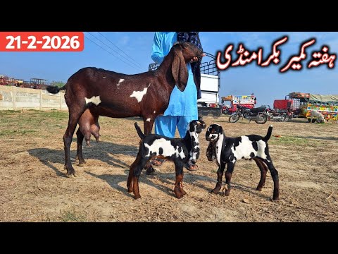 Bakra Mandi Kameer Ki Update sony Wali Beetal Bakryian | Breeder Quality Goat Baby