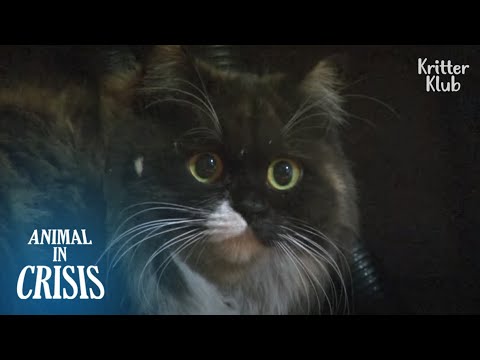Cat Who Got Sick Of Humans Chose To Live A Lonely Life Inside Dark Ceiling | Animal in Crisis EP163