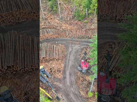 Walking a logging road looking for the Landing Cover