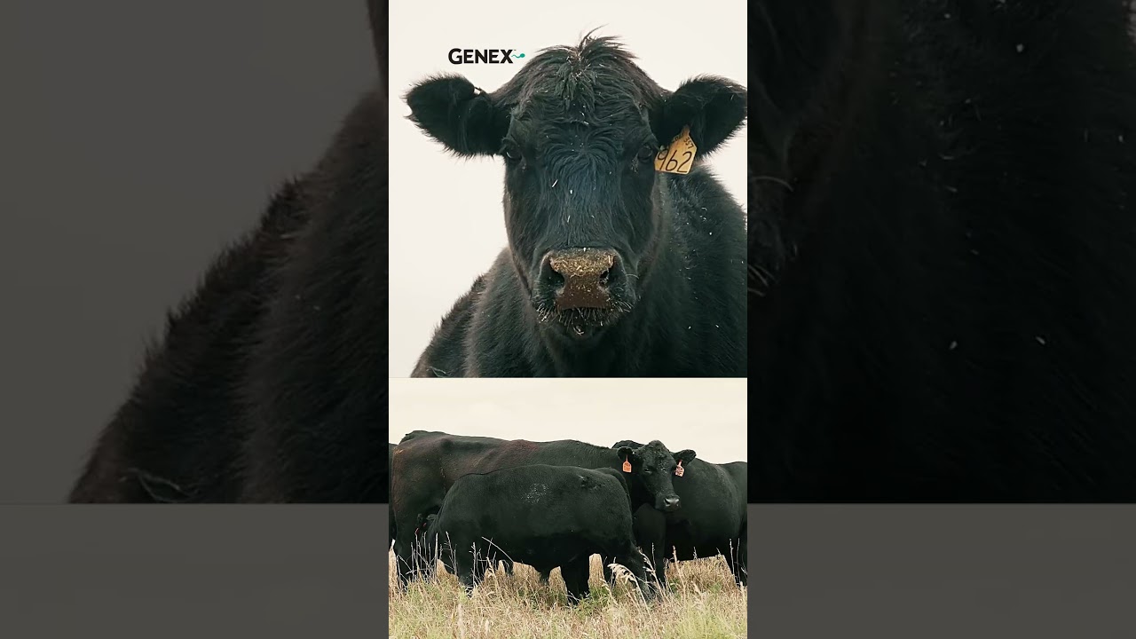 Badass Mommas Reel Bad to the Bone