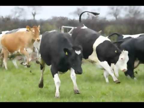 Cowcube - Romper Stomper (Peel Session)