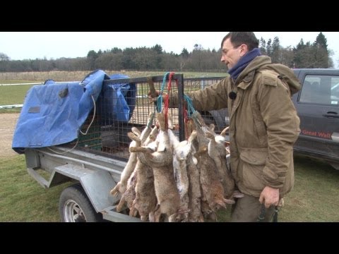 Hardcore ferreting