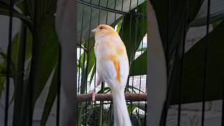 Download lagu KENARI malas bunyi, Terapi untuk kenari masteran canary #canarysingtraining #kanareyka #canário mp3