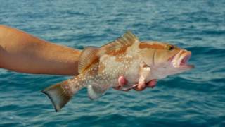 Fresh, Local Seafood in St. Pete/Clearwater, Florida