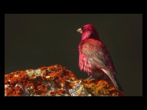 Červenák veľký (Carpodacus rubicilla) — starostlivosť, voliéra a kŕmenie