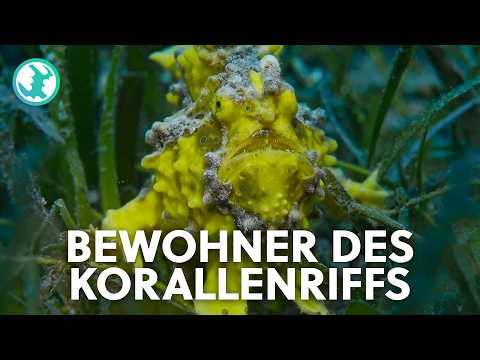 Meisterwerk der Natur: Das Korallendreieck der Triton Bay