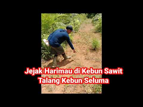 Jejak Harimau di kebun Sawit Warga di Talang kebun Seluma