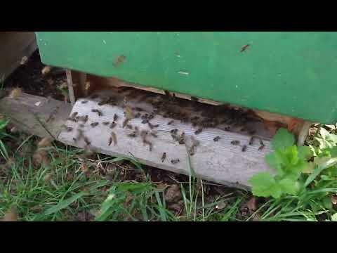 Bienenschwarm büxt aus