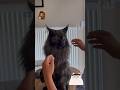 European Maine Coons For Sale Florida