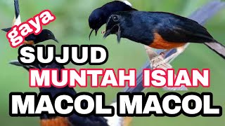 Download lagu MURAI BATU GACOR GAYA SUJUD FULL ISIAN mp3