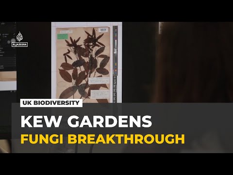AI reveals biodiversity crisis in UK: Kew Gardens' fungi unlock future cures