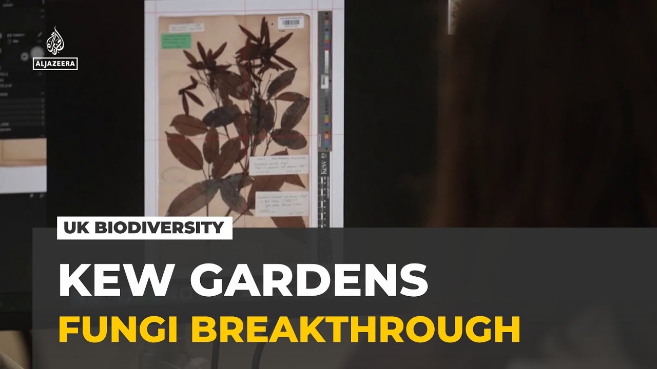 AI reveals biodiversity crisis in UK: Kew Gardens' fungi unlock future cures