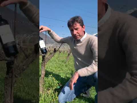 Aldo Rainoldi | Aldo Rainoldi Presents: Valtellina Superiore Sassella