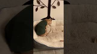 Video preview image #1 Chihuahua Puppy For Sale in Boonton, NJ, USA