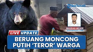 Beruang Moncong Putih Teror Warga Aceh Barat Daya Bikin Resah, Makan Ternak hingga Garuk-garuk Rumah