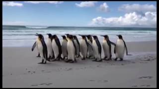 На продажу Выставлен населенный пингвинами остров