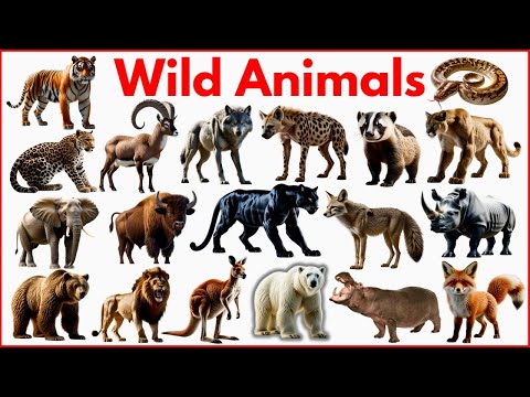 Wild Animals for Kids | Learn 20 Wild Animal Names Lion, Tiger, Elephant & More #wildanimalsforkids