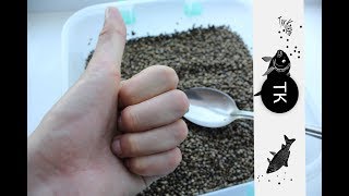 Готовим коноплю для прикормки
