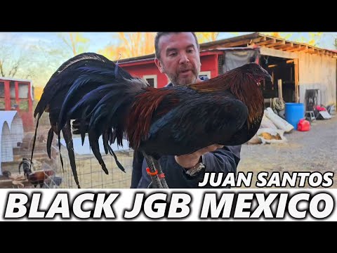 Beautiful Black Birds Juan Santos JGB MEXICO