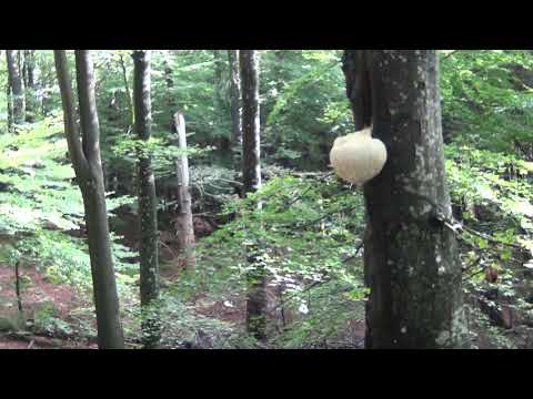 Igelkottstaggsvamp Halland 11.10-20