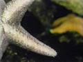 Sesame Street Starfish