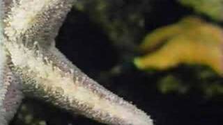 Sesame Street - starfish