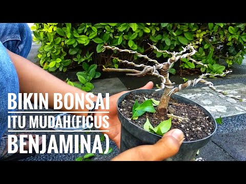 , title : 'Cara Membuat Bonsai Beringin Mame Ukuran Kecil ( Ficus Benjamina)'